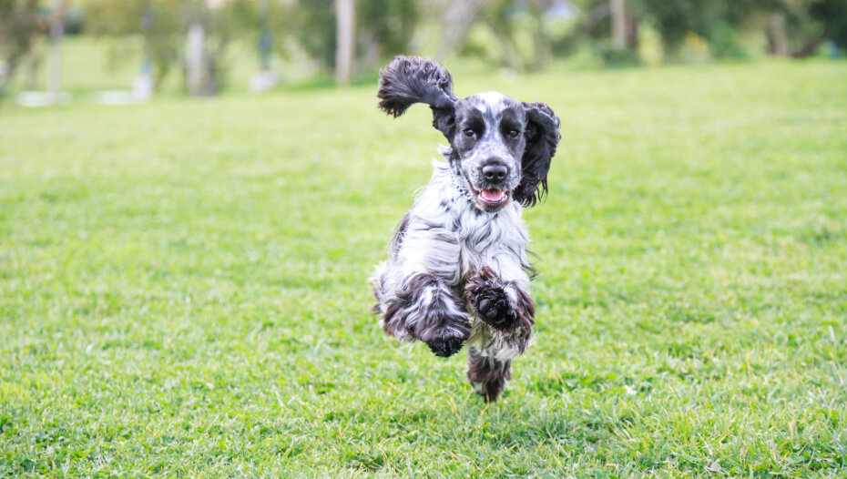 Black cocker hot sale spaniel temperament